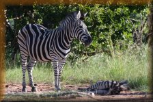 Zebra met liggend jong op de grond